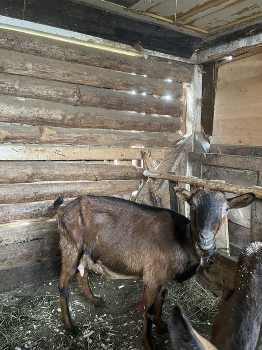 Capre alpine franceze sau iezi