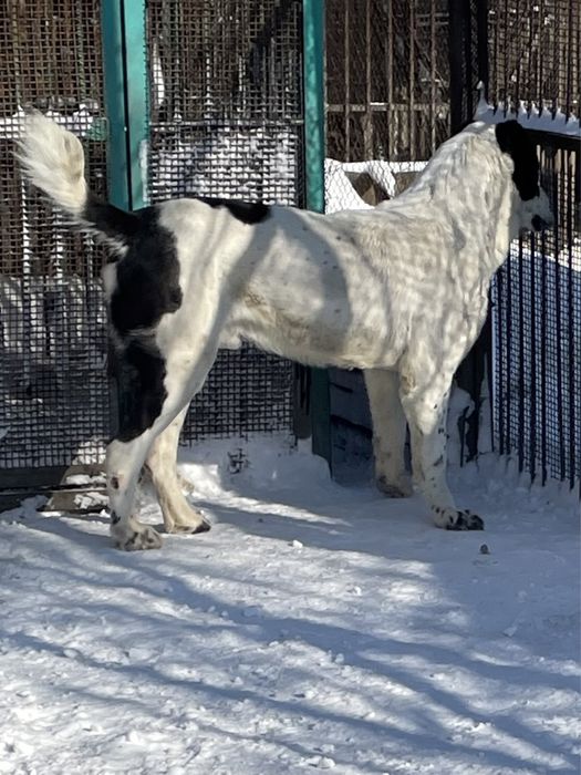 Предлагаю для вязки кобелей САО