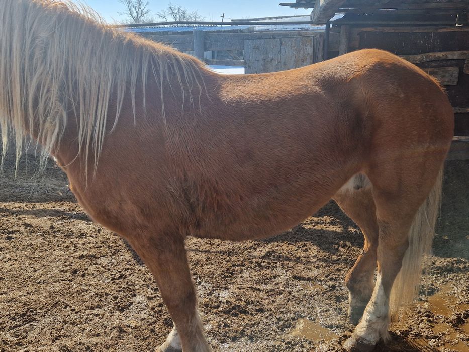 Продам кобылу полутяж