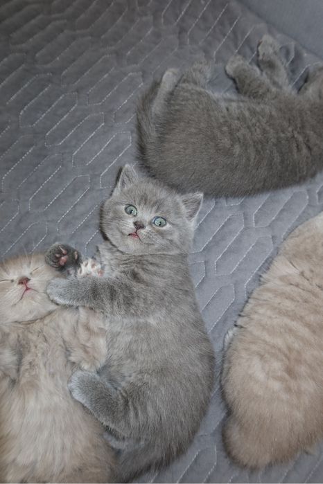 Британские котята ищут дом