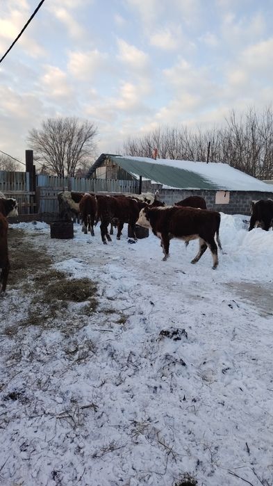 Продам бычков подсосов