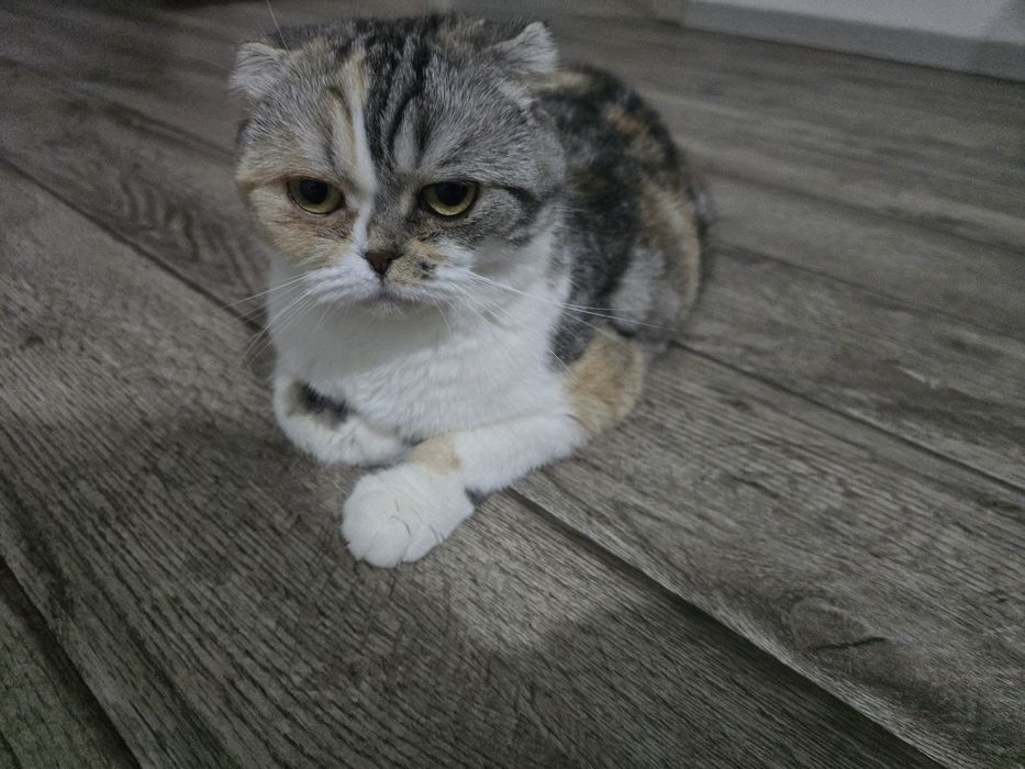 Отдам кошку даром в добрые руки.