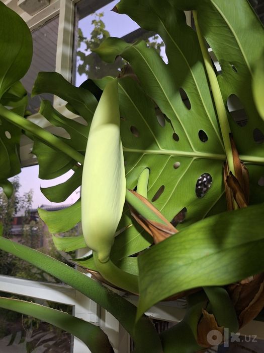 Monstera sotiladi Монстера продаётся