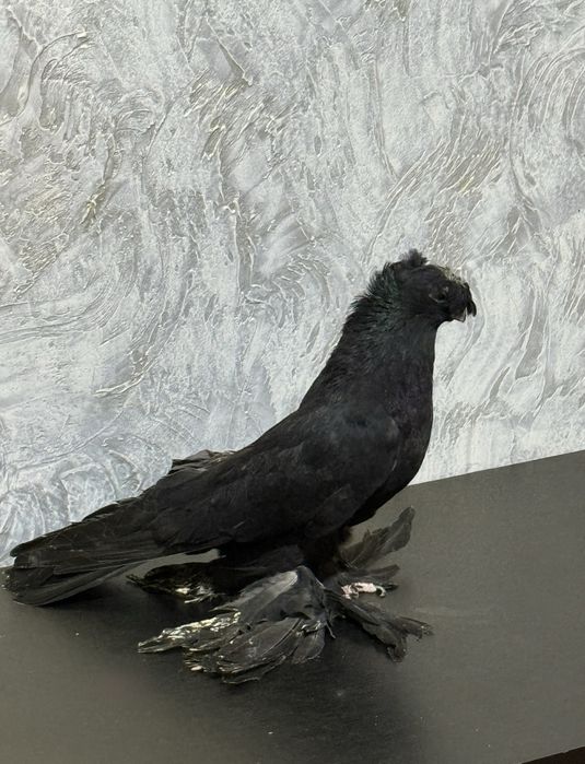 Голубь.          .                 .