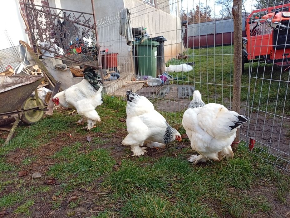 Brahma herminat deschis HD