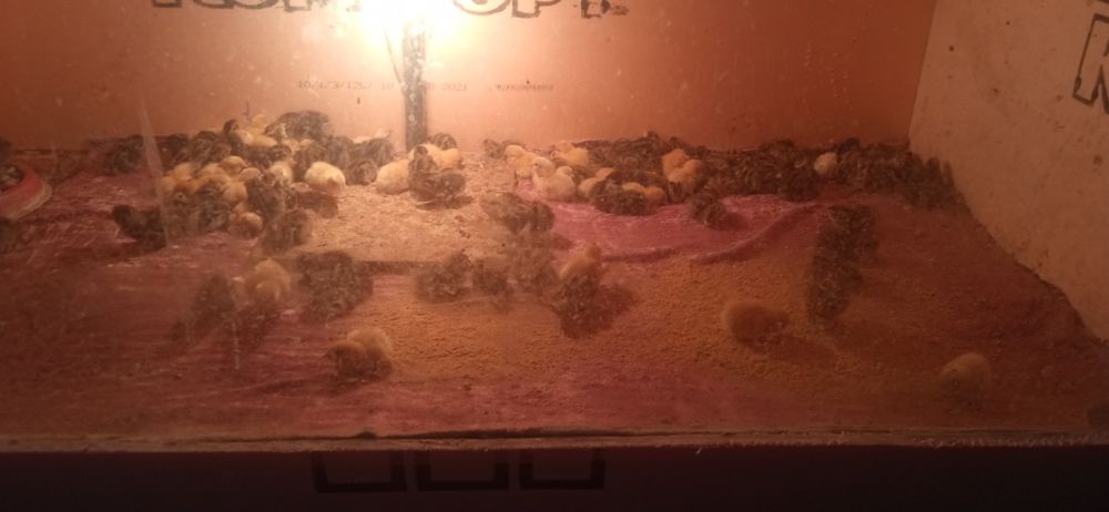 Бедана японманжур ва белый гигант бир кунлик жожалар