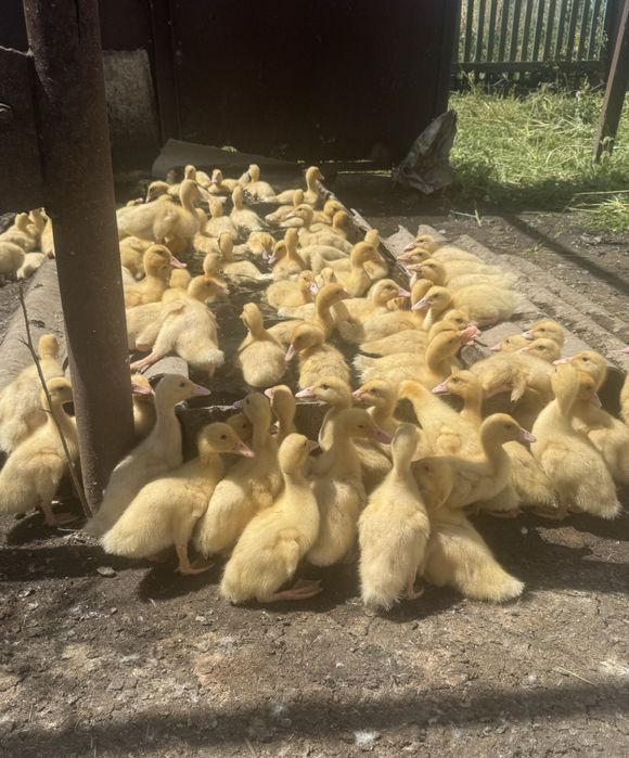 Продам утку трёх недельную крупную