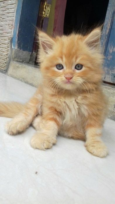 Maine Coon jucausss