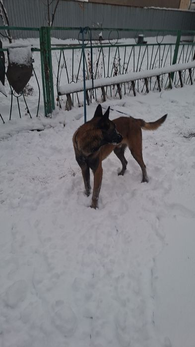 Белгийская овчарка малинуа