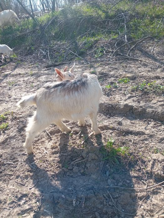 Miei si iezi sunt crescuti natural