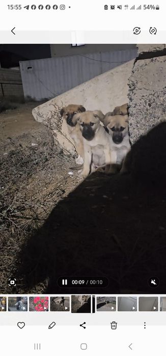 Щенята в добрые руки