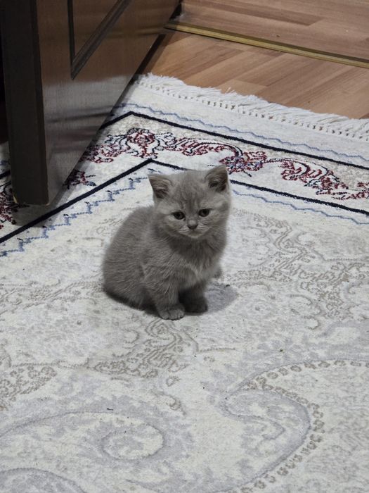 Turk angora mushuklari 2 oylik sotiladi