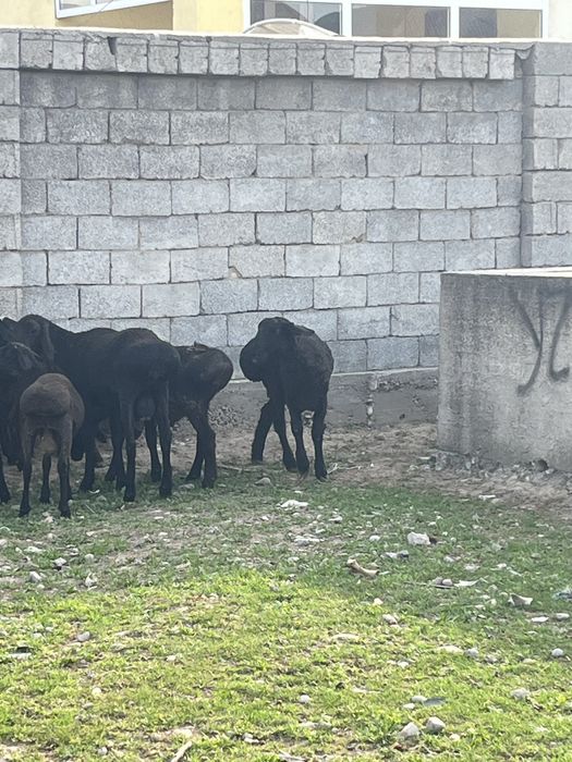 Қой сатылады.Бараны