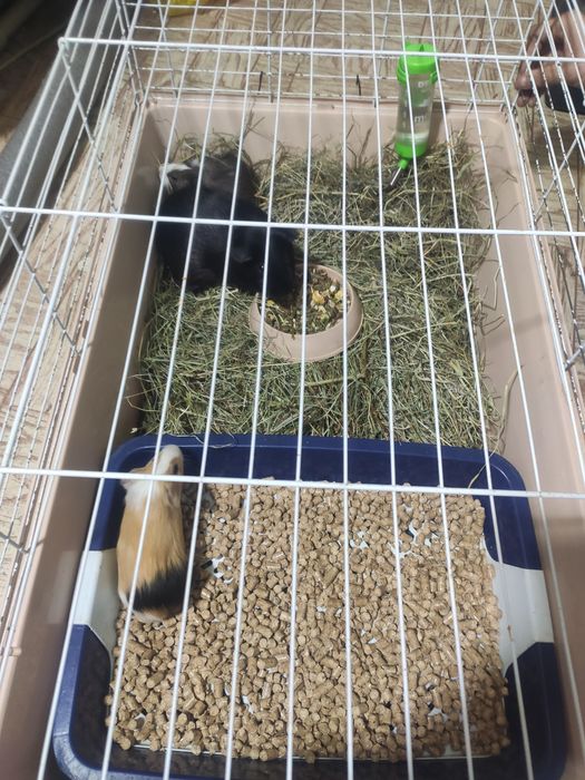 Продам Морскую Свинку