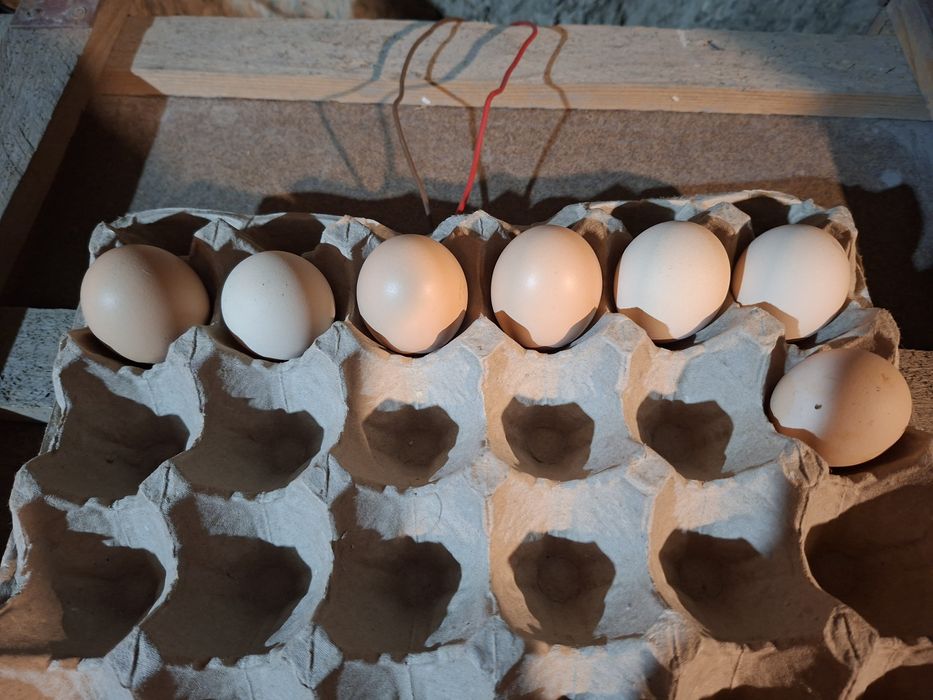 дакан яйцо дакан яйцо