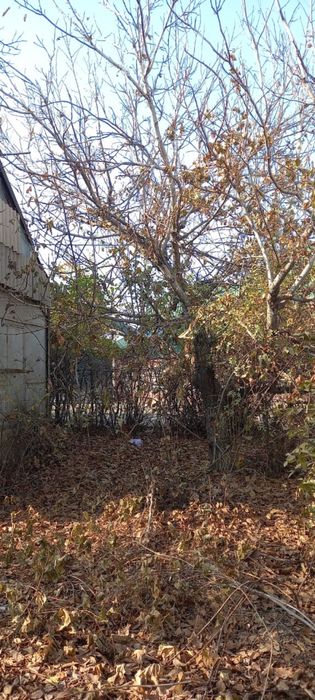 Дача золотая середина