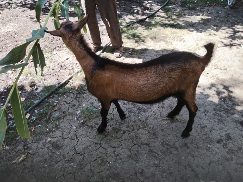 Vând sau schimb țap alpin francez