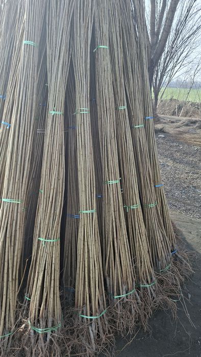 Ишончли терак кучатлари