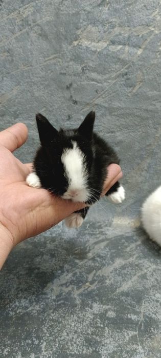 Дикаративный карликовый кролики