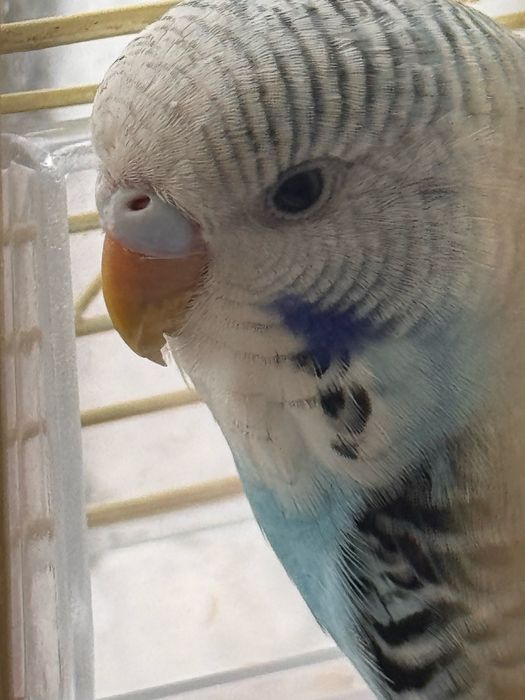 Продам попугай девочка