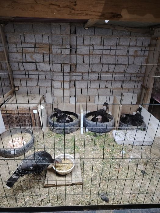 Kurk kurkala sotiladi 6 ta bor