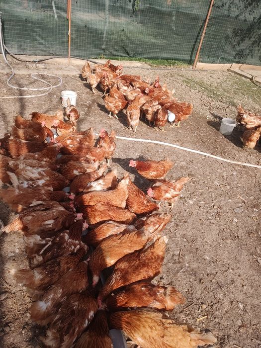 Găini  roși ouătoare