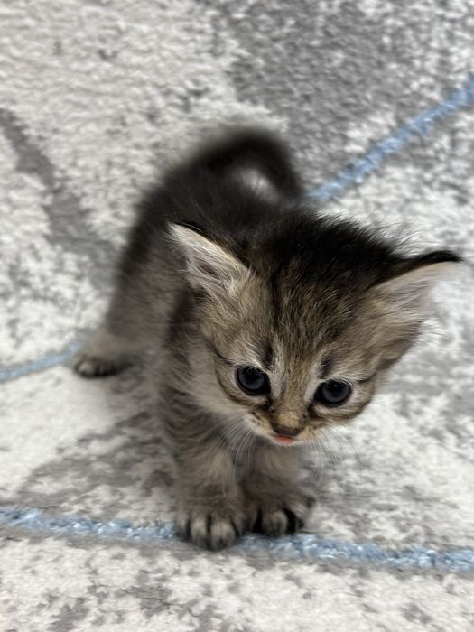 Котята британские