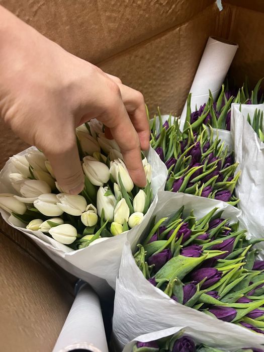 Голландские тюльпаны оптом от 50 шт