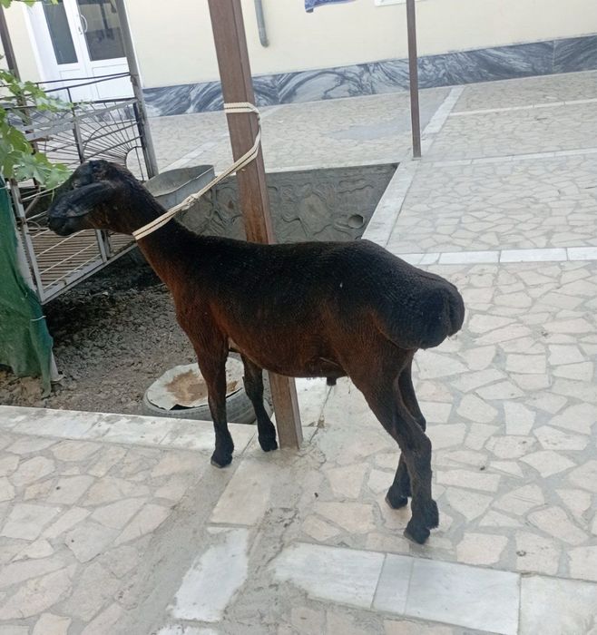 Qo’chqorcha sotiladi