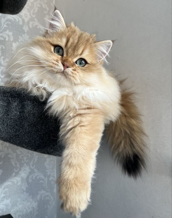 Motanel British golden cu pedigree