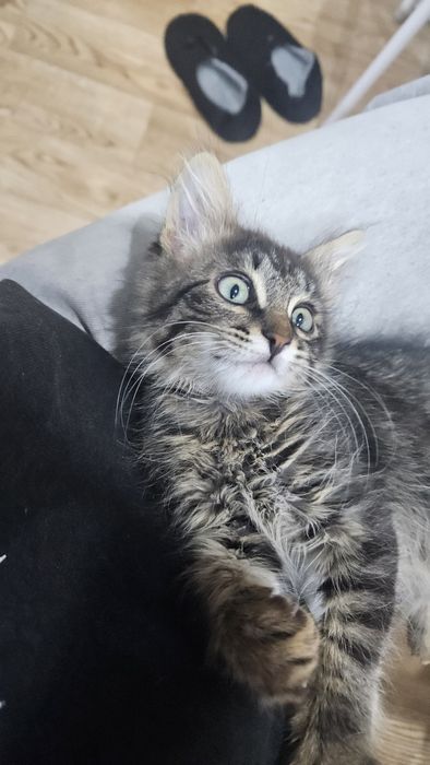 Котенок - мальчик в хорошие руки