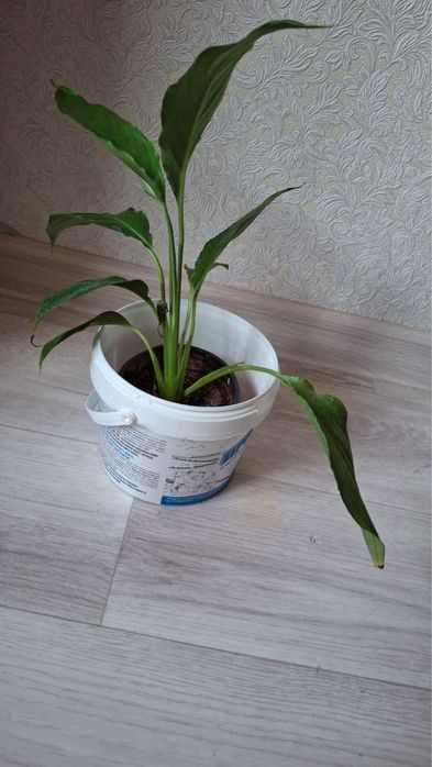 Комнатные цветы