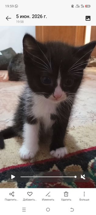Отдам котят в добрые руки
