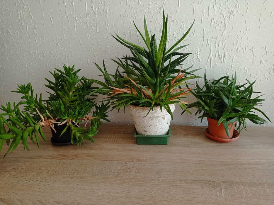 Сукуленти Алое .