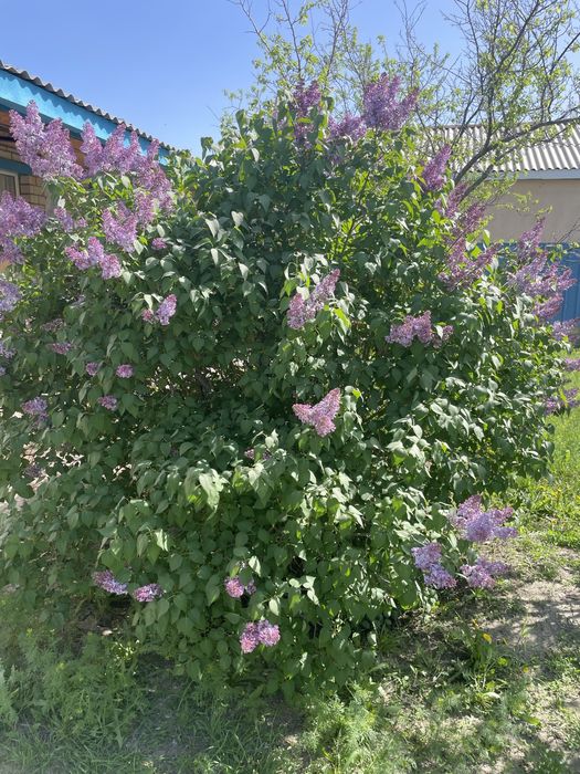 Қала орталығынан 6 бөлмелі үй сатылады