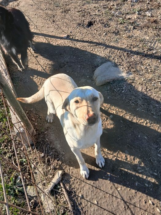 Femela Labrador Retriever