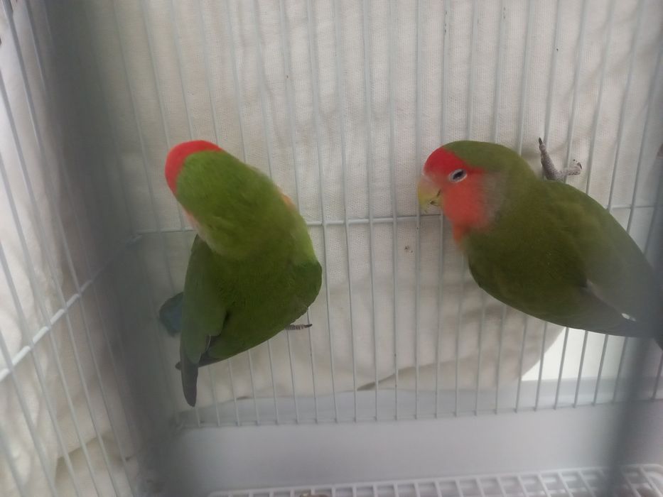 Продаю ПОПУГАИ - Неразлучники