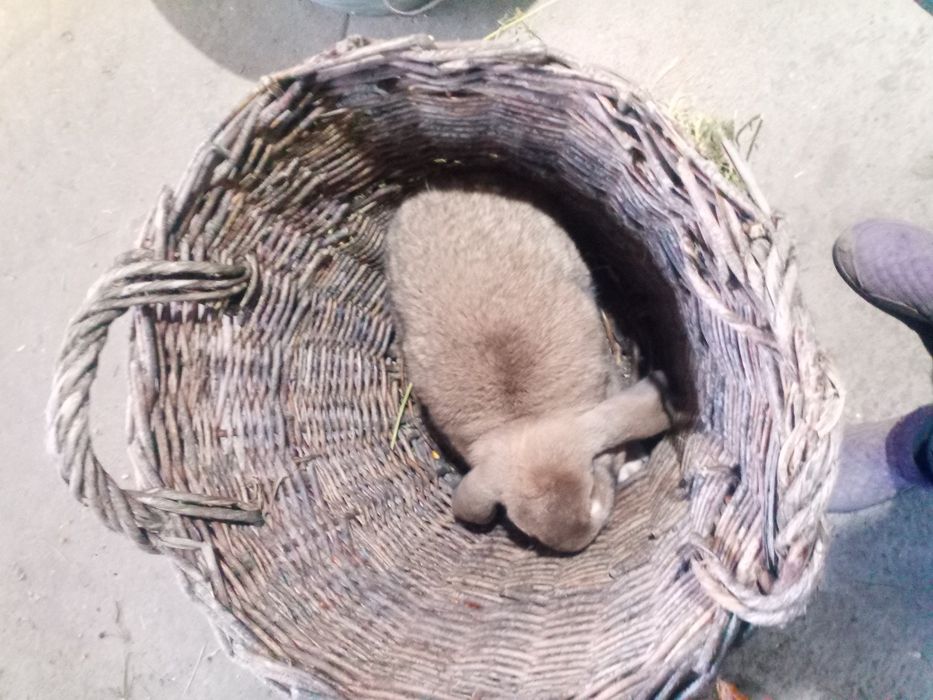 Vând două femele de berbec german.