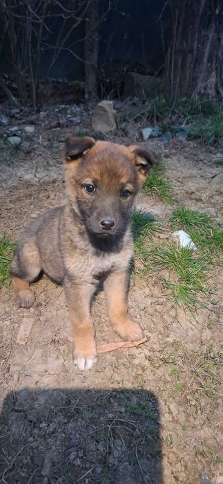 Малко женско кученце