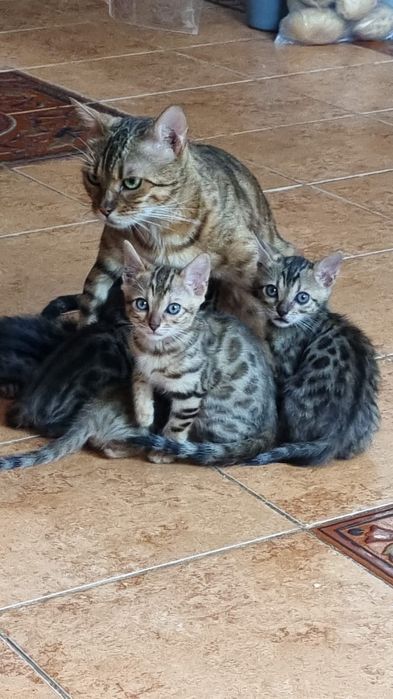 бенгальский котенок