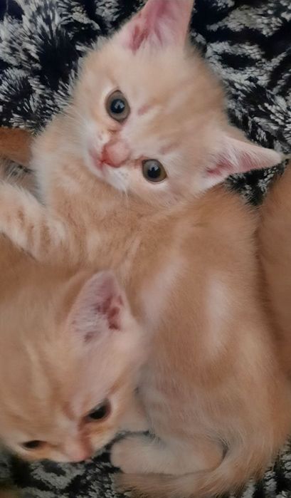 Котята Скоттиш-страйт