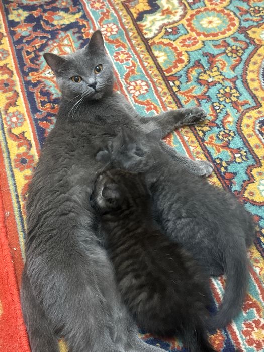 Britanka qiz bola mushuk