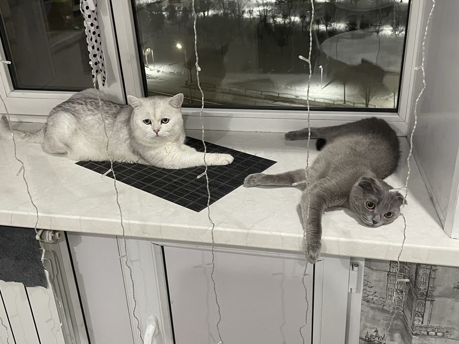 Шотланская белая голубоглазая девочка