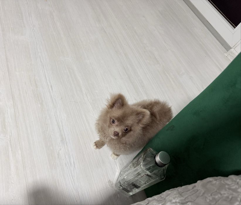 Pomeranian talie mica 1,1 kg