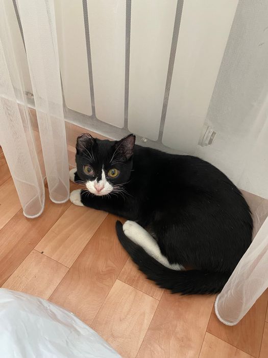 Отдам котика в добрые руки