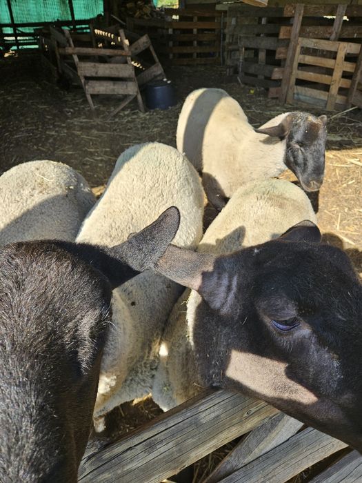 Berbeci suffolk miori