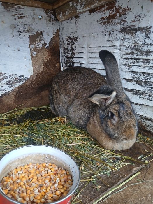 Vând o iepurita de 1 an și un iepuroi cap de leu sau schimb