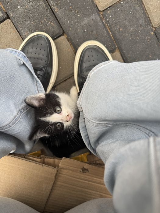 Котята бесплатно