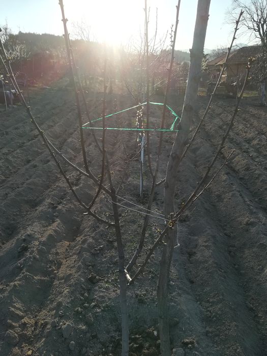 Резитба на овошки, лозя, асми и др