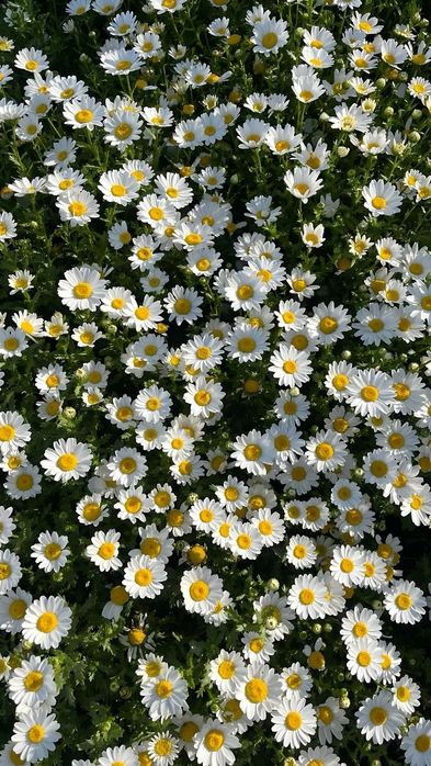 Массажные виды все выезд